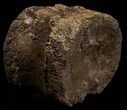 Edmontosaurus (Hadrosaur) Caudal Vertebrae - Montana #10756-3